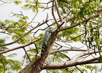 A large iguana (Iguanidae) in the crown of a large tree, it is placed on a thick branch, set against the background - Location: Caribbean, Guadeloupe
