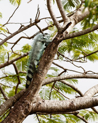 A large iguana (Iguanidae) in the crown of a large tree, it is placed on a thick branch, set against the background - Location: Caribbean, Guadeloupe
