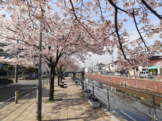 境川の桜