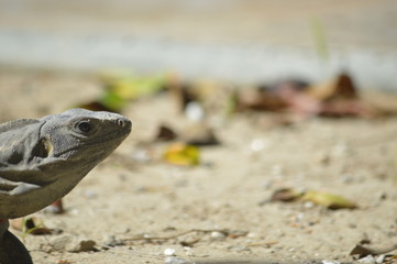 Iguana 2
