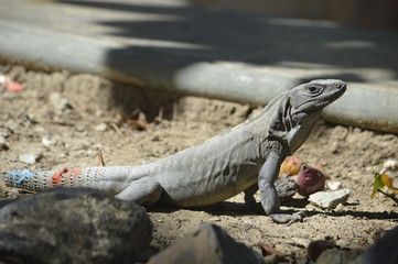 Iguana