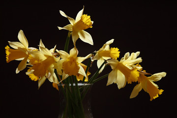 Yellow daffodils in a vase on a dark background
