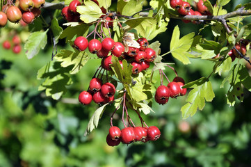 Ripened hawthorn berries