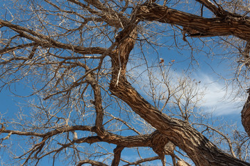 Bosque del Apache New Mexico, heavily textured branches of a cottonwood tree in winter against blue sky with clouds, horizontal aspect
