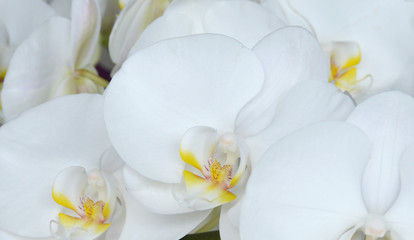 Obraz na płótnie Canvas white orchid on green background