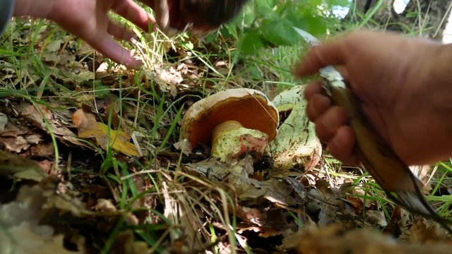 the mycologist cuts a mushroom for study purposes. Boletus satanas, Satan's bolete or Devil's boletus, is a poisonous fungus. Mushrooming, looking for wild fungus. Picking Mushrooms in the woods