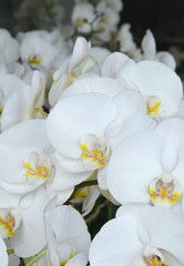 white orchid on nature background