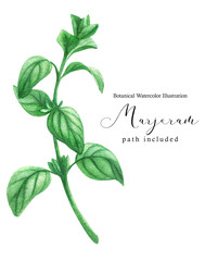 Marjoram green stem branch