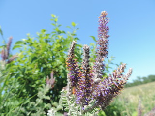 Wildflowers blooming
