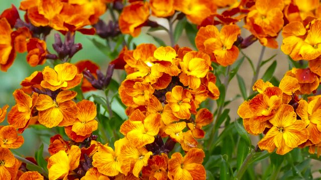 bush of colorful bright flowers