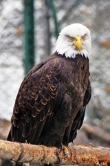 Bald eagle (Haliaeetus leucocephalus)