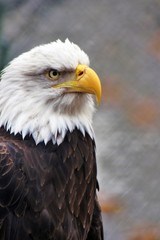 Fototapeta premium Bielik (Haliaeetus leucocephalus)