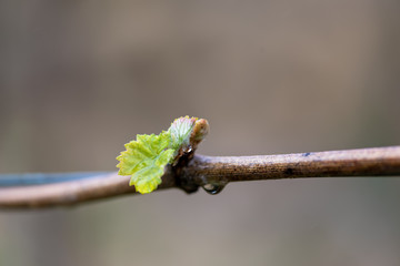 young leaves grapevine spring bud sprout