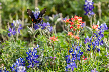 blue flowers in the garden