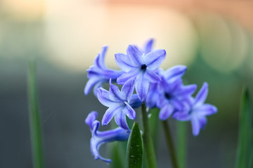 Beautiful spring flowers common hyacinth, garden hyacinth or dutch hyacinth (hyacinthus orientalis) is widely cultivated everywhere for its fragrant flowers, appear exceptionally early in the season