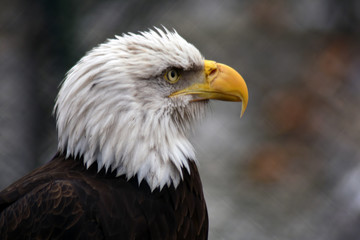 Bald eagle (Haliaeetus leucocephalus)