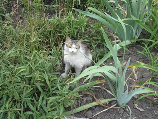 white dirty stray street cat sitting in the grass