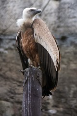 Griffon Vulture (Gyps fulvus)