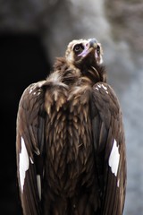 Black vulture (Aegypius monachus)