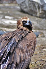 Black vulture (Aegypius monachus)