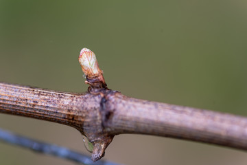 Grapevine bud sprout 