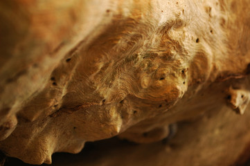 Close up of Naturally Texturized Tree Trunk