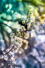 gałązka kwitnącego drzewa owocowego