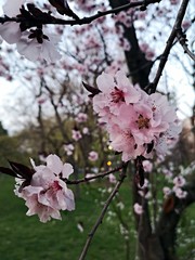 Branches with pink flowers in spring