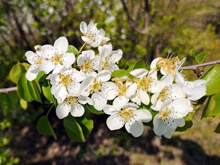 Branches with white flowers in spring.