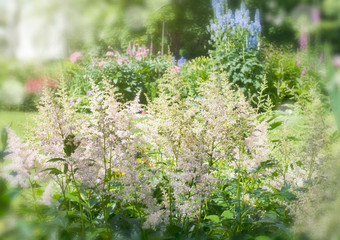 white astilbe blooms in the park..