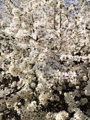 Branches with white flowers in spring.