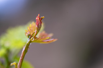 grapevine sprout, bud, flower