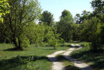 river in the forest