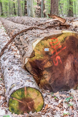 Gefällte und markierte Baumstämme im Wald