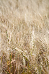 Grain field in the rural landscape.