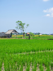 Old house in green rice field. Bali.