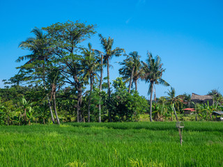 Fototapeta premium Old house in green rice field. Bali.