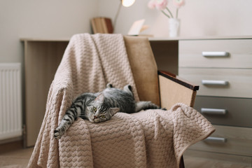 Home pet cute cat lying on armchair at home. Cute Scottish straight grey tabby cat  portrait. 
