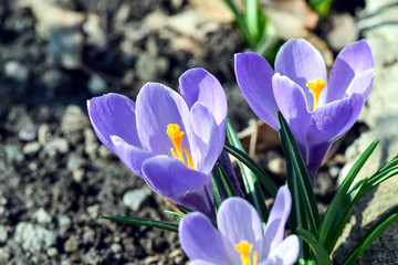 Beautiful spring flowers crocus, plural crocuses or croci is a flowering plants in the garden