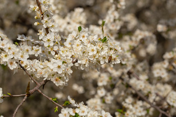 Plum blossom in April. White flowers of fruit tree. Bees and other insects pollinate flowers.