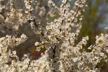 Plum blossom in April. White flowers of fruit tree. Bees and other insects pollinate flowers.