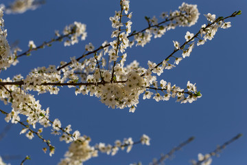 Plum blossom in April. White flowers of fruit tree. Bees and other insects pollinate flowers.