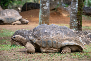 Big turtle in the natural national park on the island of Mauritius in Africa