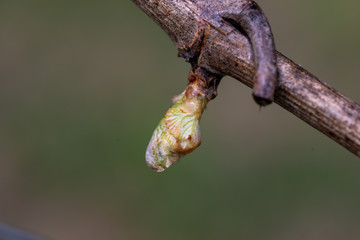 grapevine bud