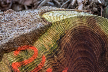 Gefällte und markierte Baumstämme im Wald