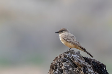 Say's phoebe on log