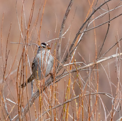 White-crowned sparrow on twig in brush, central New Mexico