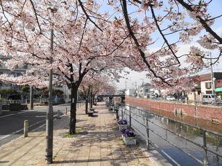境川の桜