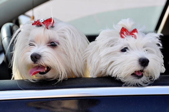 two Malltese dogs look from a car window