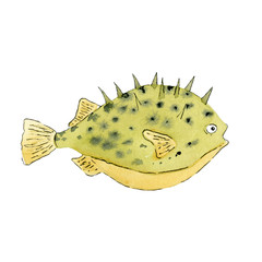 Cartoon fish hedgehog  on white background.